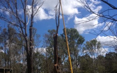 Tree Removal Services - 1