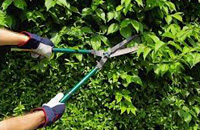 Palm tree removals Sydney Lopping Tree stump removals Sydney