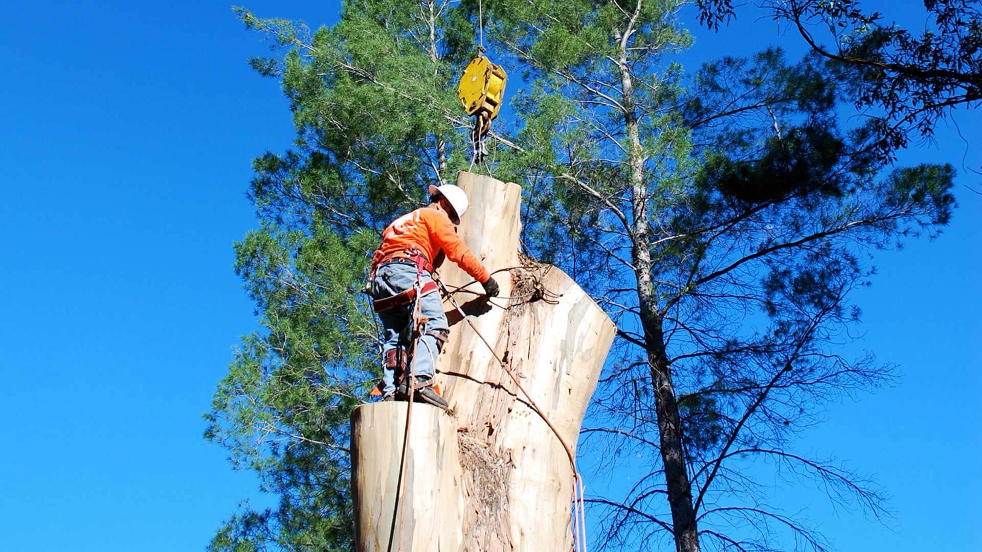 Tree Cutting Sydney