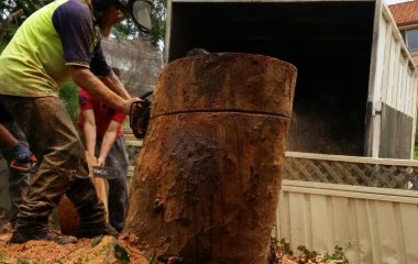 Tree Trunk Cutting Sydney