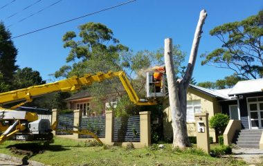 Professional Tree Cutting Sydney